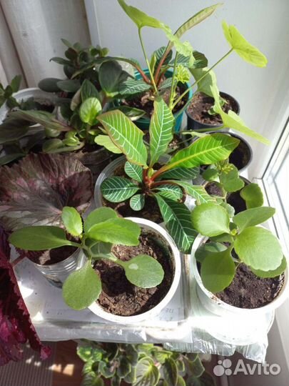 Комнатные цветы