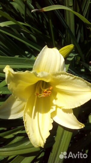 Украшаем свой участок