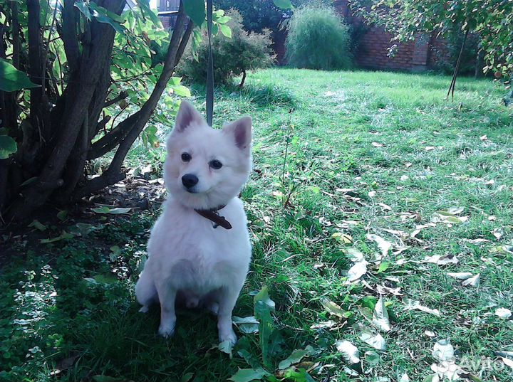 Домашняя передержка Вашего животного-фотоотчет