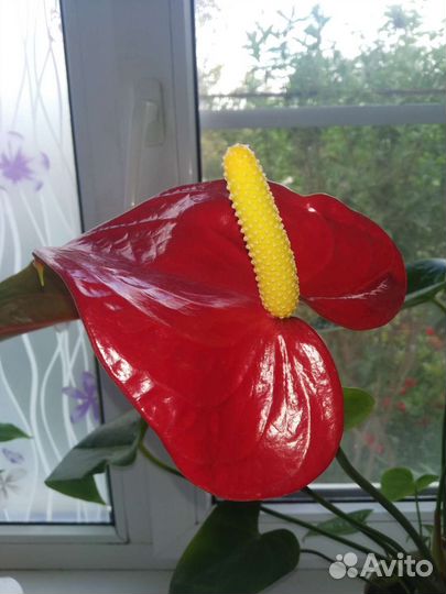 Комнатные цветы Антуриум