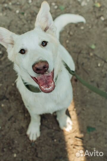 Щенок в добрые руки