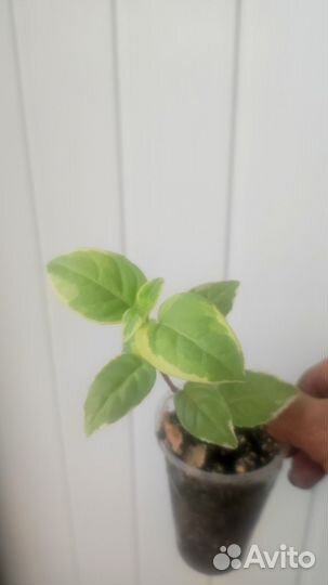 Фуксия вариегатная