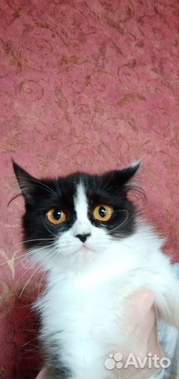 Кошечка в добрые руки