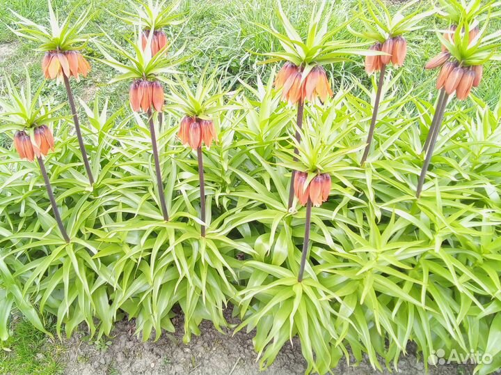 Рябчик императорский