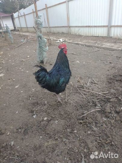 Петухи молодые активные