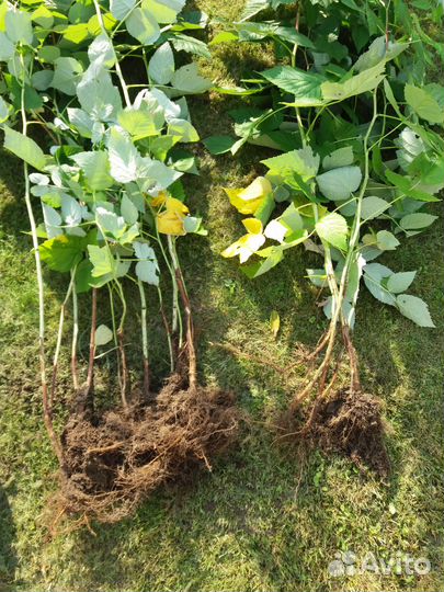 Малина ремонтантная плодоносящие кусты