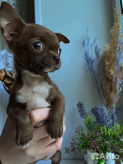 Мальчик чихуахуа