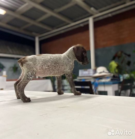 Курцхаар щенок в дар очень активным людям