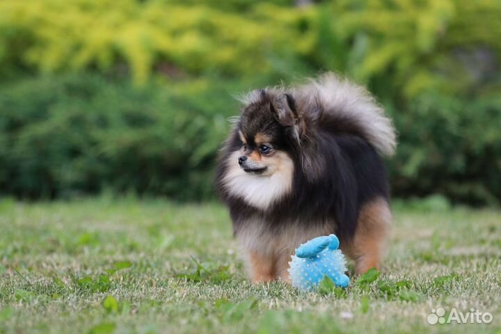 Шпиц щенок мини померанский