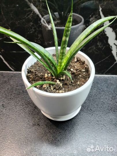 Сансевиерия Фернвуд Панк