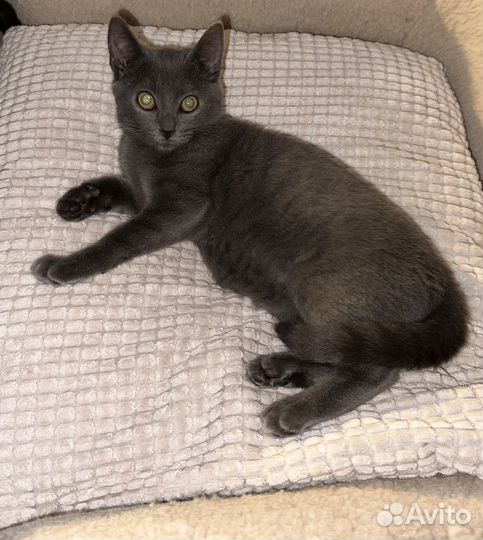 Передержка кошек в отдельной комнате