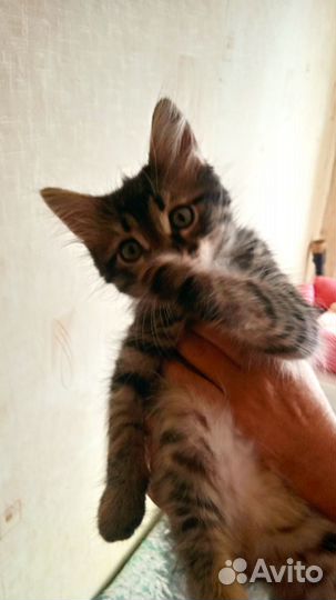 Котенок в хорошие руки