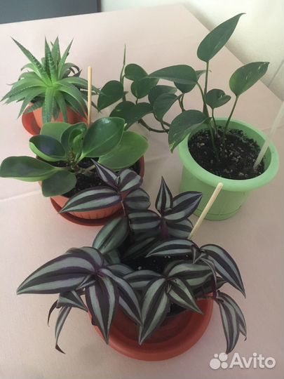 Эпипремнум, пепиромия, Зербина;