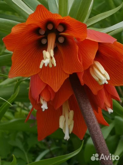 Рябчик императорский жёлтый и оранжево- красный