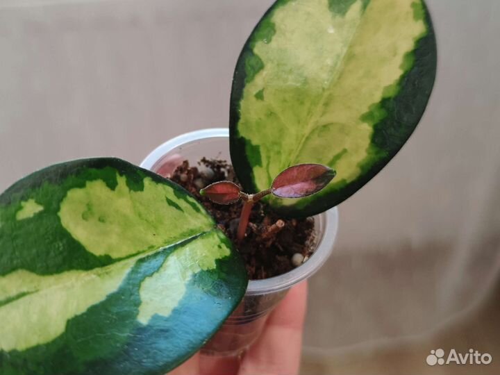 Хойя аустралис лиза