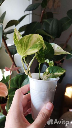 Эпипремнум, Сциндапсус, Замиокулькас Зензи