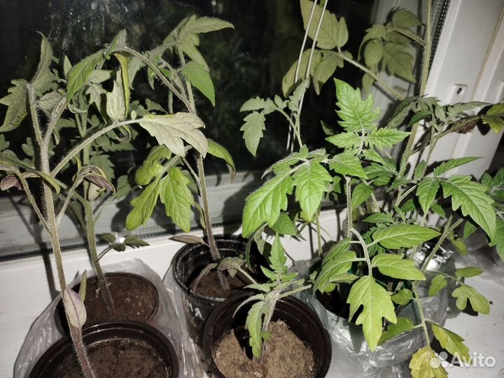 Рассада помидор (бронь)