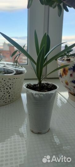 Комнатные растения цветы, черенки