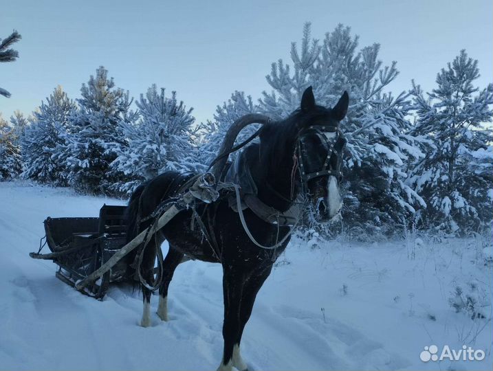 Лошадь жеребец