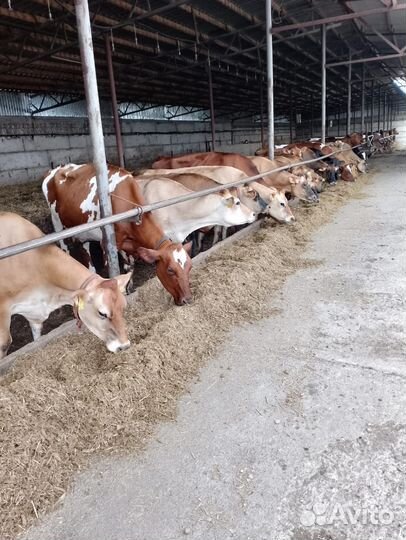 Коровы и телки