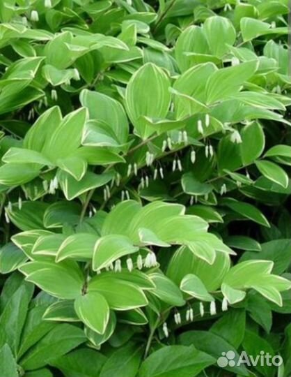 Растения для сада