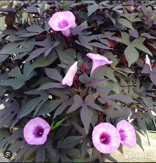 Ипомея батат