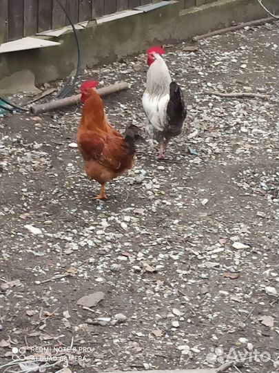 Молодые петухи