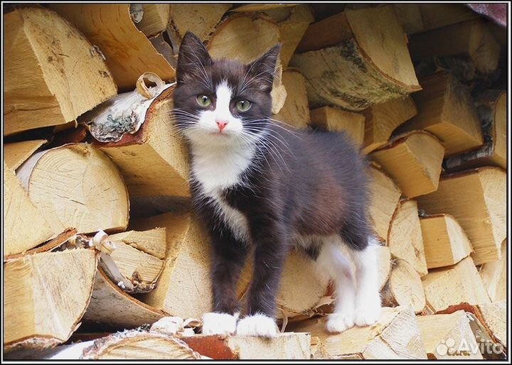 Дрова березовые колотые