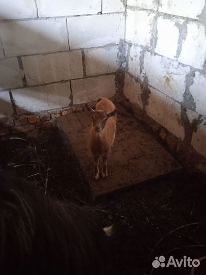 Коза с козленком