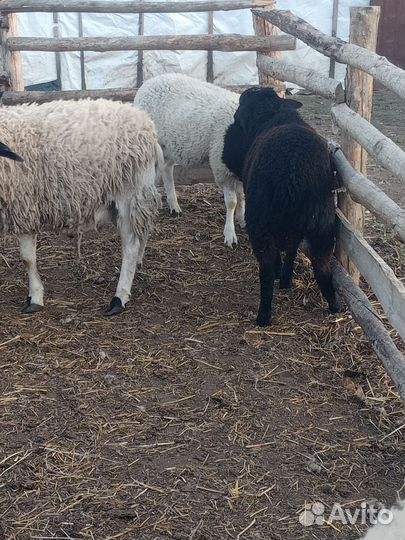 Ярки, бараны, баранчики