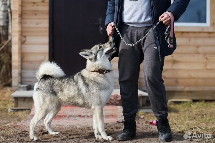 Лайка в дар