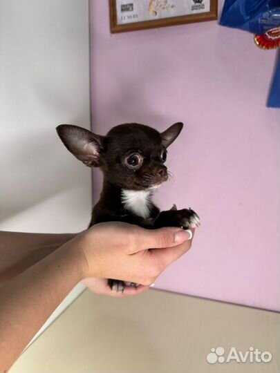 Последний микро малыш