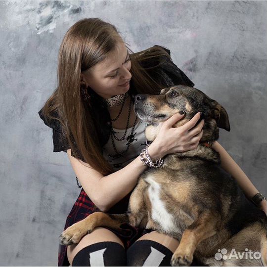 Собака Барт из приюта