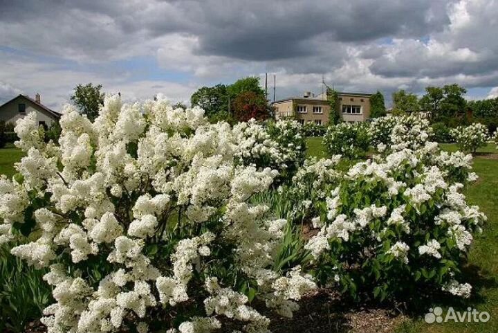 Сирень Красавица Москвы, Акубофолия