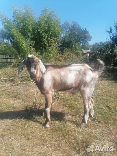 Козлики нубийский и ламанча