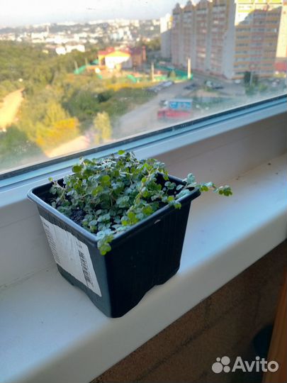 Солейролия цветок почвопокровное