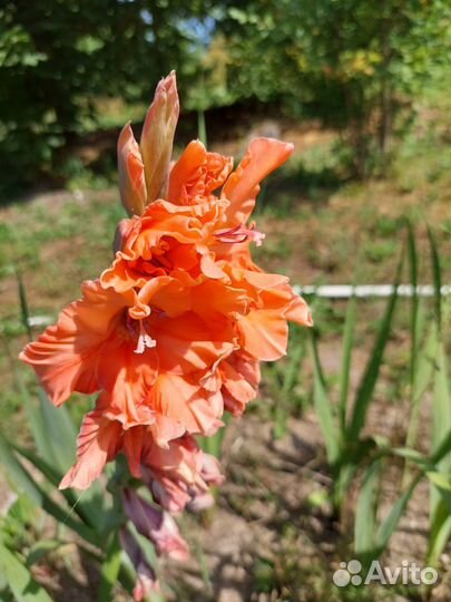 Гладиолусы