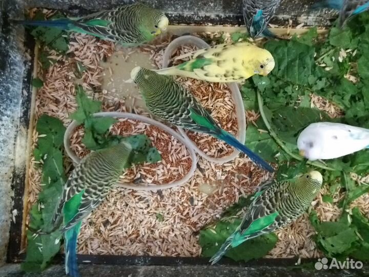 Волнистые попугайчики