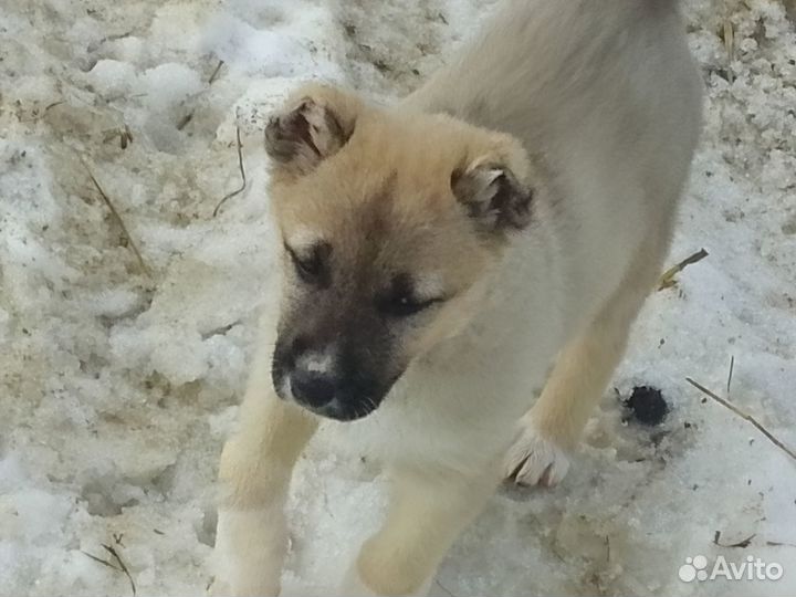 Щенок алабая мальчик