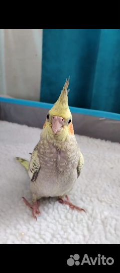 Попугай корелла птенцы ручные
