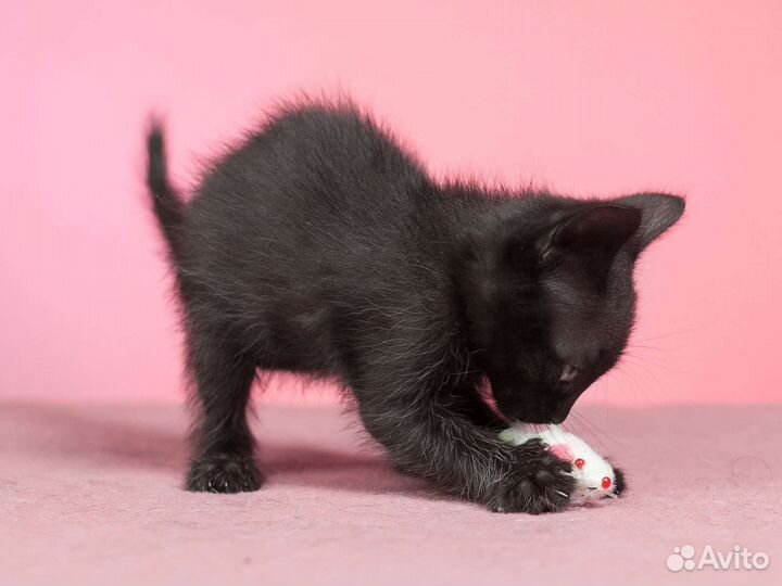 Котик 2 мес в дар