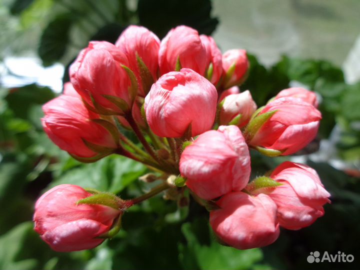 Комнатные цветы