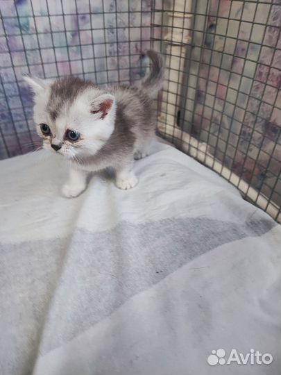 Котята шотландская шиншилла