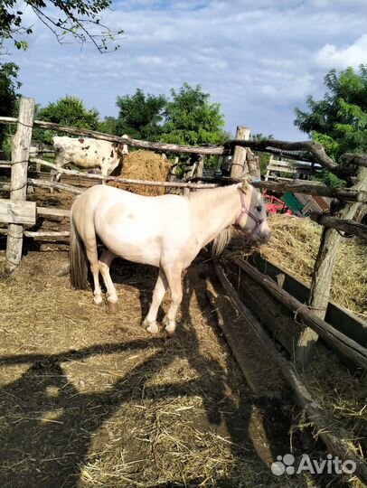 Продаю пони