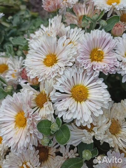 Хризантемы