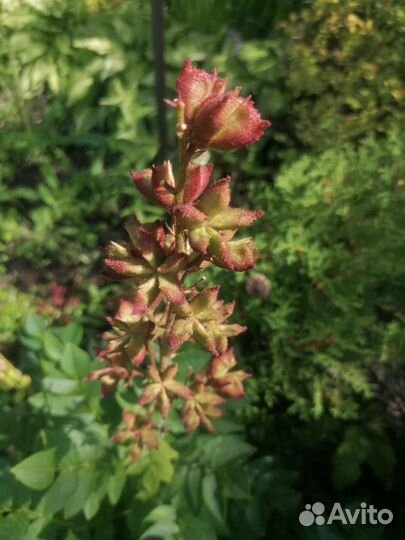 Ясенец (купина неопалимая)