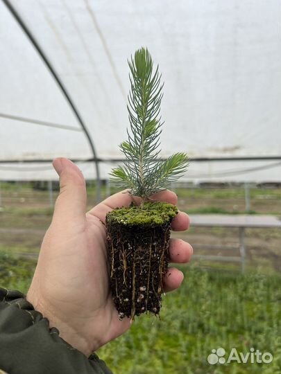 Лиственница с зкс Голубая Ель Сосна горная мугус