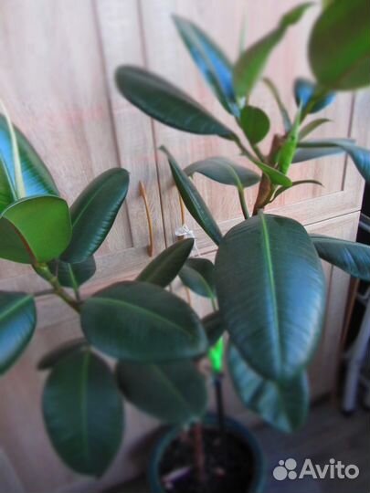 Фикус Эластика 130см