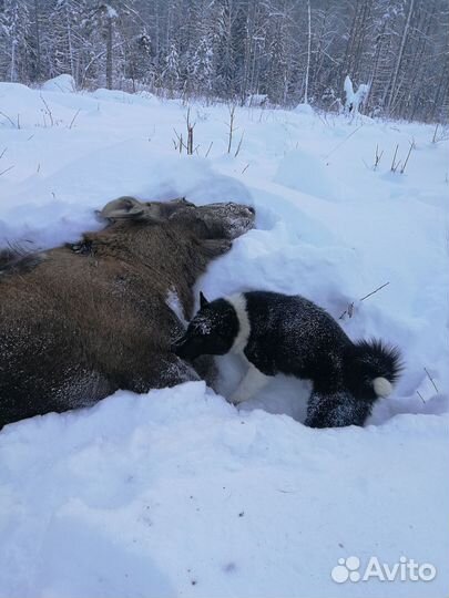 Русско европейская лайка
