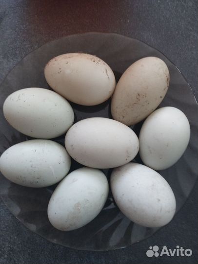 Инкубационное яйцо утки индийский бегунок